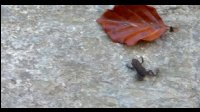 08h52-Grenouilles-minuscules-Oo.jpg