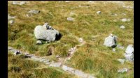 10h26-Sentier-herbu-a-D-dallage.jpg