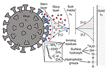 Castano-Fig-3-Virus-surface-interaction