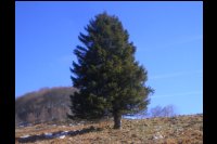 12-Bo-Sapin-1350m.jpg