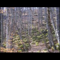 08-bois-Planelles.jpg