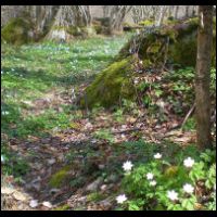 35-tapis-fleurs-blanches.jpg
