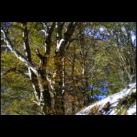 24-Neige-feuille-verte.jpg