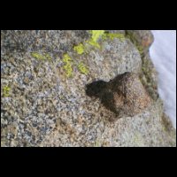 76-chicken-head-Granit.jpg