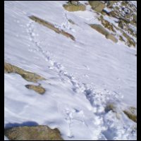 79-trace-neige-profonde-Bassies.jpg
