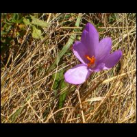 89-Colchique-post-neige.jpg