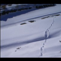 15-Qui-est-passe-par-la.jpg
