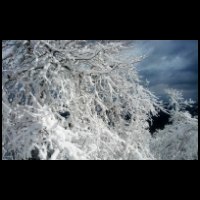 12h48-Branches-Neigeuses-spendides.jpg
