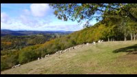 11h51-Brebis.jpg