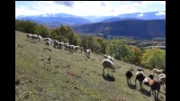 11h52-Brebis-la-Caramille.jpg