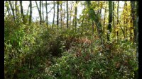 12h18-pic-Montmioul-sans-vue-Arbres.jpg