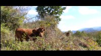 13h20-Vache-limousine-QM.jpg