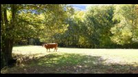 13h22-Vache-Limousine-Caramille.jpg