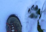 09h41.Trace-de-Loup.QM.jpg