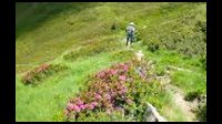 14h15-65-Rhododendrons.jpg