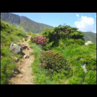 19-Rhodo-d-Endron.jpg