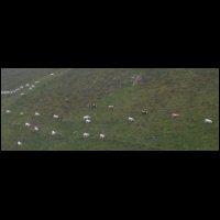 70-Vaches-alpage-Endron.jpg
