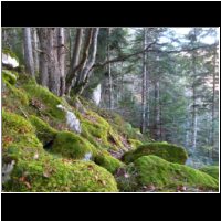 12-Sous-bois-moussu.jpg
