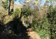 04-Chemin-part-ds-les-buis.jpg