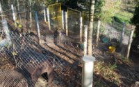 04-Chiens-voudraient-suivre.jpg
