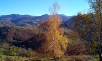 16-Bouleau-dore-vers-Montsegur.jpg
