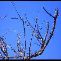 08-fruit-lunaire.jpg