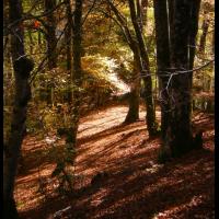 11-Hetraie-sous-bois-Toussaint.jpg