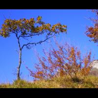 15-Petit-Chene.jpg