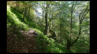 03h27-Beaux-bois-du-Past.jpg