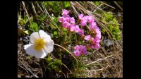 09h24-Fleurs-blanche-rose.jpg