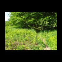 06-entree-foret-Montsegur.jpg
