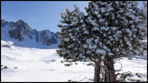 14h38-Pin-givre.JPG