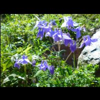 10-Ancolies.jpg