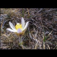 25-Anemone-de-printemps.jpg