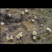 26-champ-Anemones-pulsatilles.jpg