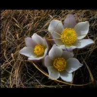27-Pulsatilla-vernalis.jpg