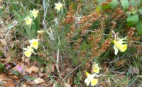 05-Jonquilles-avril-2015.jpg