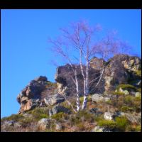 23-Beau-Bouleau.jpg