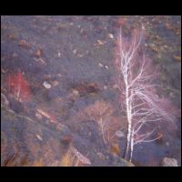 30-Deux-arbres-sauves.jpg