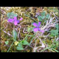 32-Violettes.jpg
