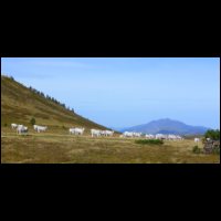02-Vaches-blanches-Mounegou.jpg