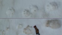 21-Traces-Lynx-Ours-desc-Barlgr.jpg