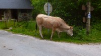 31-Retour-civilisation-bovine.jpg