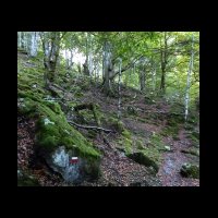 012-Bois-pla-dela-Lau.JPG