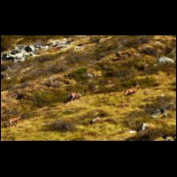 044-Isards-sur-Caussis-Valier.JPG