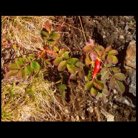 163-Mini-aubepine-fruit.JPG