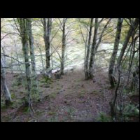 176-Foret-Riberot.JPG