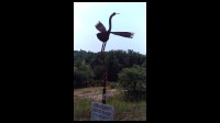 51-Salamor-l.Oiseau.jpg