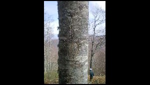 Artax-etang-arbre-grave_sexe-femme.jpg