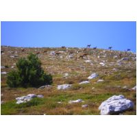 22-Isards-Pomarole.jpg